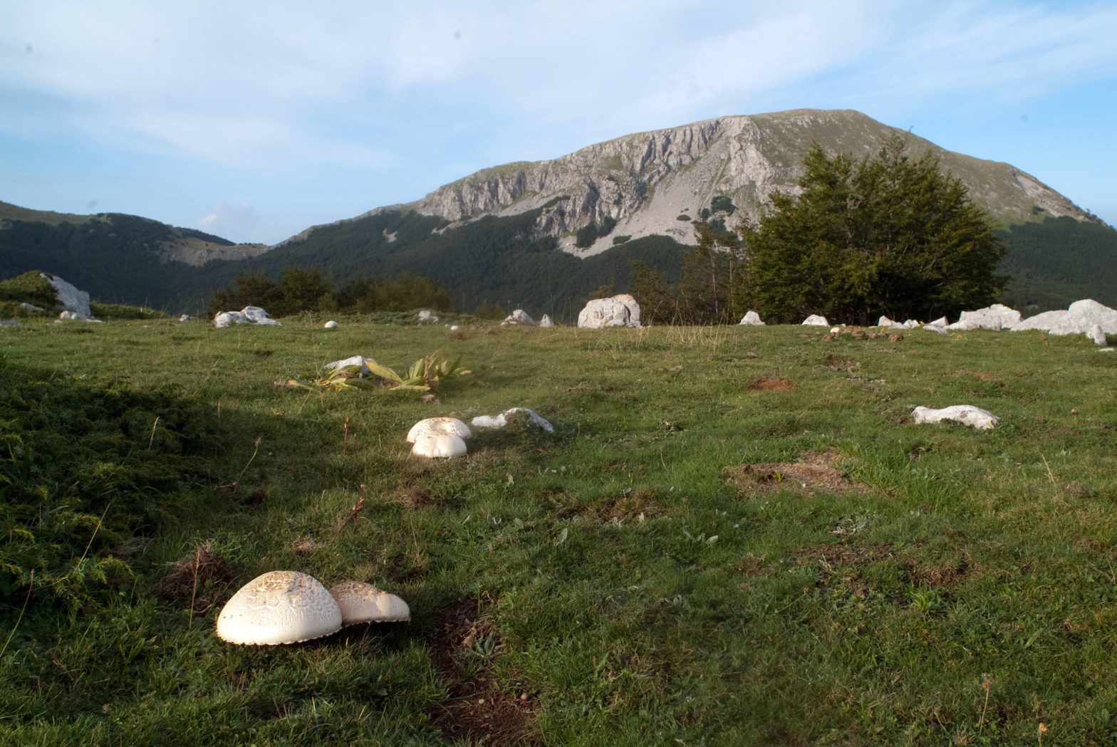 PRATAIOLI GIGANTI( AGARICUS CAMPESTRIS) PIANI DI POLLINO