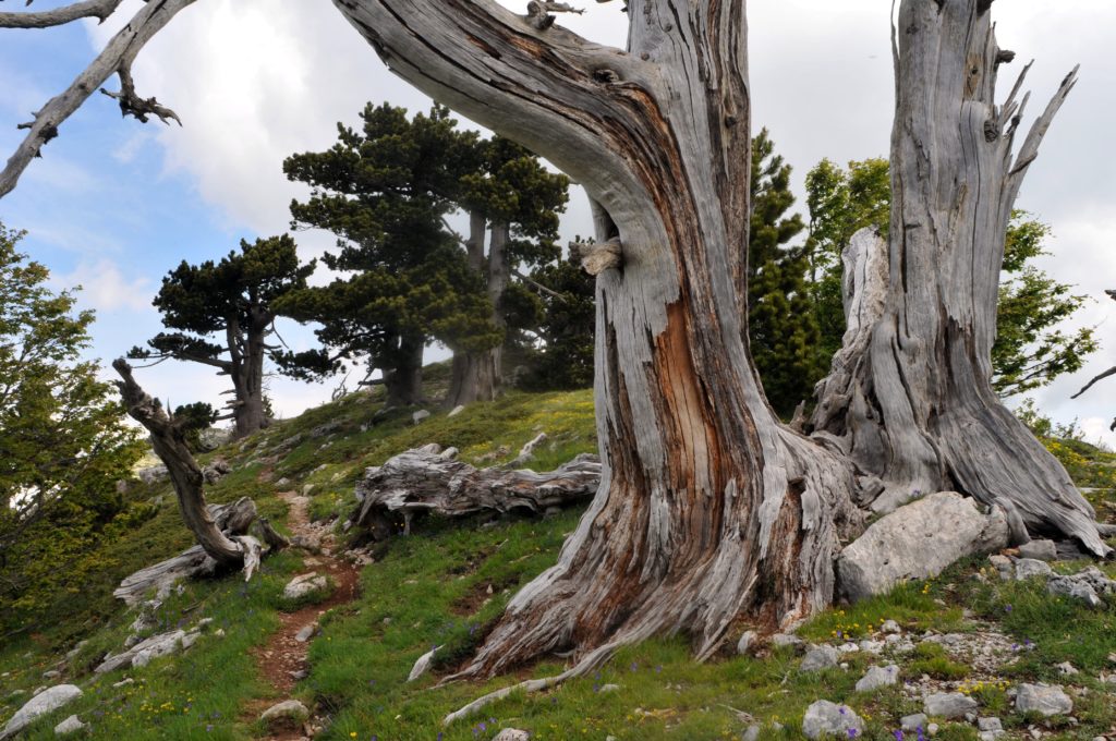 013_PINO-LORICATO-PINUS-HELDEICHII-PINUS-LEUCODERMIS-foto-Gilberto-Peroni