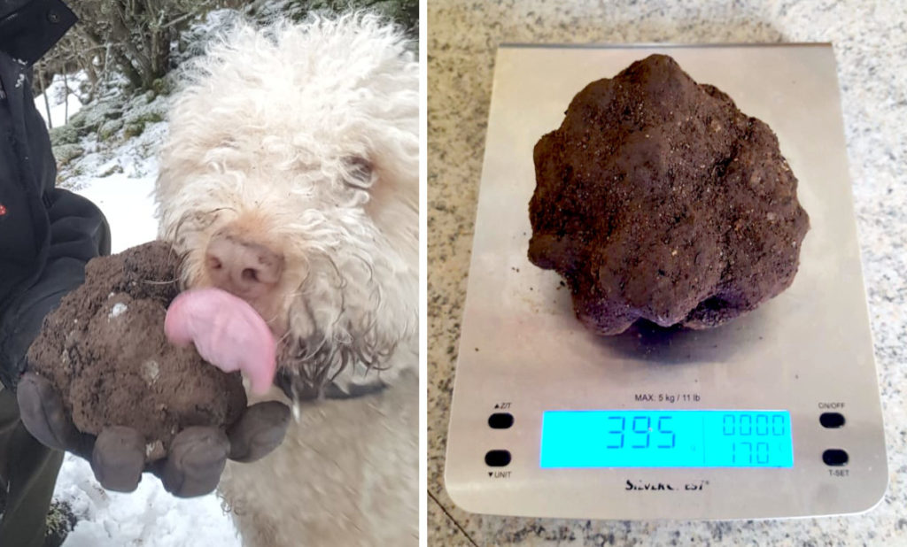 tartufo_395g_esemplare_tuber-uncinatum_trovato-localita-Saracena-Novacco-foto_mario-galima